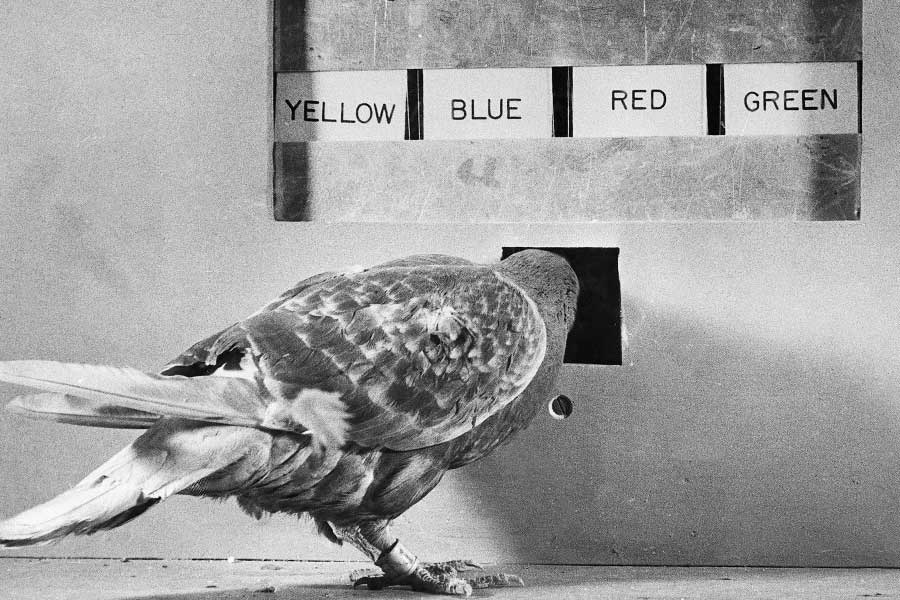 স্কিনার লক্ষ্য করেন, পায়রার দৃষ্টি অত্যন্ত তীক্ষ্ণ। একই সঙ্গে বিভিন্ন কঠিন পরিস্থিতিতেও তারা খুব স্বাভাবিক আচরণ করে। আর সেই কারণেই এই কাজের জন্য পায়রা বেছে নেন স্কিনার।