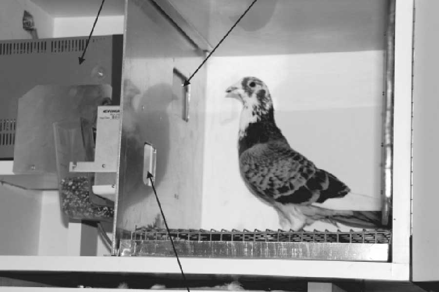 ‘প্রজেক্ট পিজিয়ন’ নিয়ে কাজ শুরু করে, স্কিনার তিনটি ছোট বৈদ্যুতিন স্ক্রিন এবং তিনটি ছোট পায়রা বসার ককপিট যুক্ত একটি বোমা তৈরির নির্দেশ দেন। 