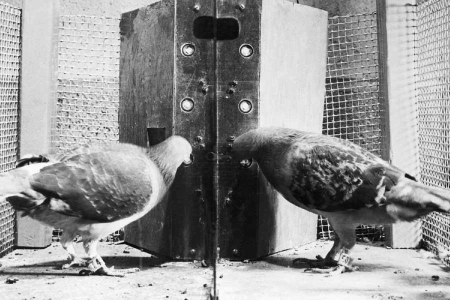 এই বোমার অগ্রভাগ শঙ্কু আকৃতির করারও নির্দেশ দিয়েছিলেন তিনি। এই বৈদ্যুতিন স্ক্রিনগুলি এমন ভাবে রাখা হয়েছিল, যাতে রকেটের সামনের দৃশ্য পরিষ্কার ভাবে পায়রার চোখের সামনে ফুটে ওঠে।