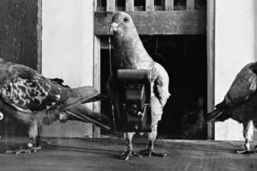 এর পর স্কিনার পায়রাদের প্রশিক্ষণ দেওয়ার কাজে মন দেন। তিনি রাস্তার পায়রাদের লক্ষ্যবস্তু চিহ্নিত করতে সাহায্য করেন। 