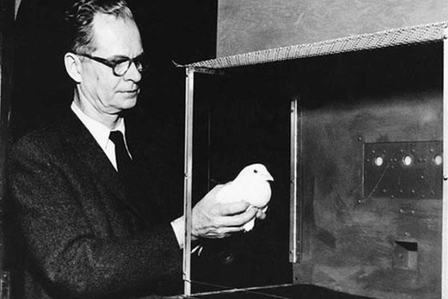 যদিও পায়রাগুলি সঙ্কেত দিয়ে বোমা নিক্ষেপের পর সেখান থেকে কী করে পালাবে সেই উপায় স্কিনার ঠিক করতে পারেননি। ফলে ধরে নেওয়া হয়েছিল, বোমা ফাটার সঙ্গে মৃত্যু হবে পায়রাগুলিরও।