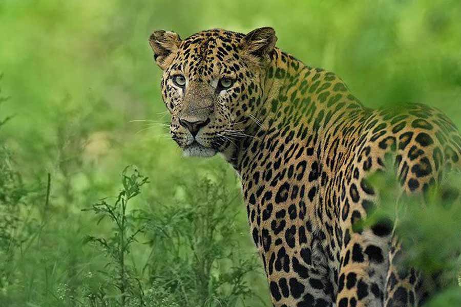 Toddler killed in leopard attack.