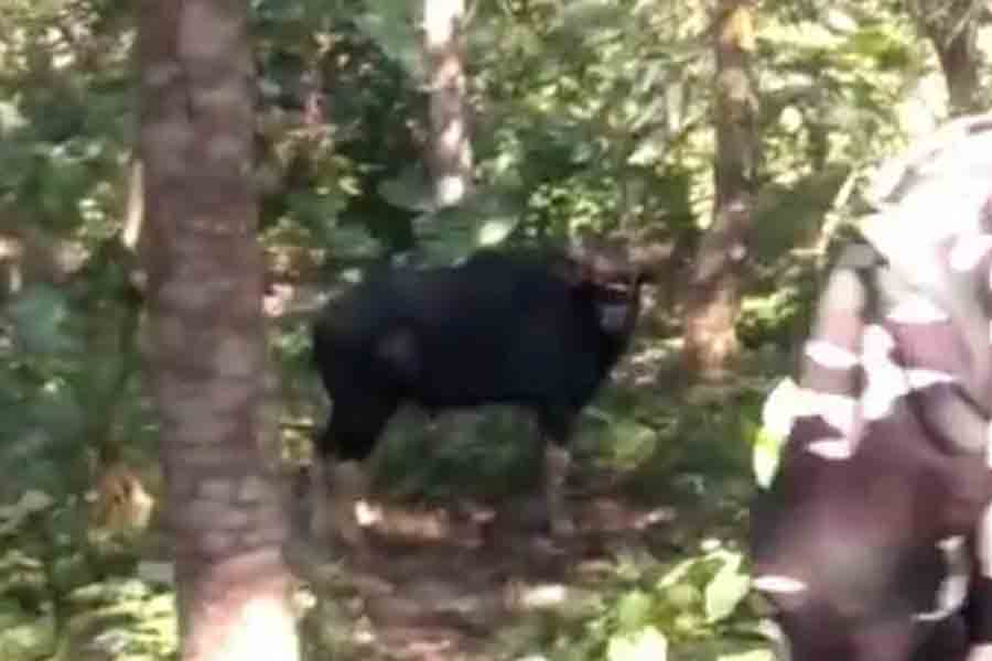 A bison created disturbance at a village of Dhupguri dgtld