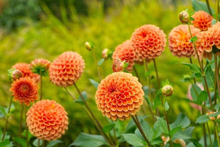 রাজা দ্বিতীয় নেবুচাডনেজ়ার তাঁর স্ত্রী আমাইটিসের জন্য বানিয়েছিলেন উদ্যানটি। কিন্তু এই উদ্যান শখে বানানো নয়। এর নেপথ্যে ছিল অন্য কারণ।