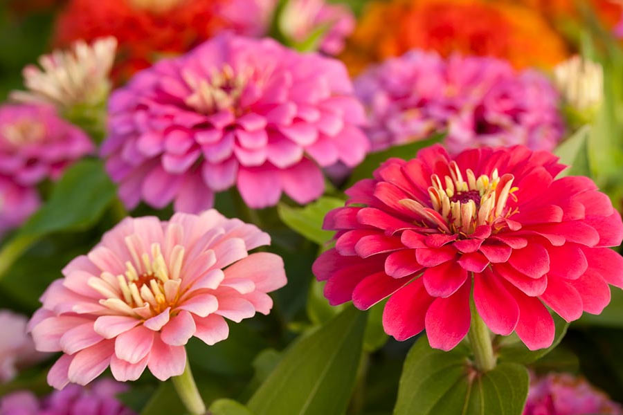 উল্লেখ রয়েছে, এই উদ্যানে নাকি মাটির অনেক উপর থেকে গাছগুলি জন্মাত। গাছের শিকড়গুলিও ঝুলে থাকত। এমন অদ্ভুত ধরনের উদ্যান বাস্তবে থাকা আদৌ থাকা সম্ভব কি না, প্রশ্ন তুলেছেন অনেকেই।