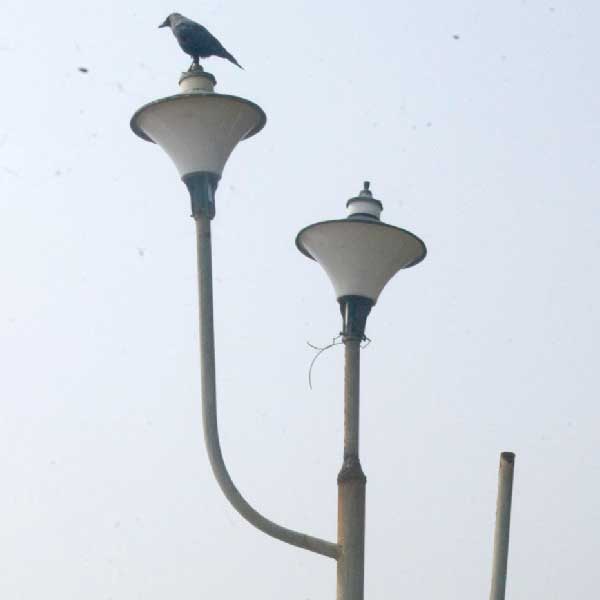 এ বছর মার্চে, অর্থাৎ বর্যার আগেই সিদ্ধান্ত নেওয়া হয়, কলকাতায় আর নতুন করে কোনও ত্রিফলা বসানো হবে না। অগস্টে আরও এক ধাপ এগিয়ে আস্তে আস্তে সব ত্রিফলাই সরিয়ে ফেলার সিদ্ধান্ত নিয়ে নেয় পুরসভা।