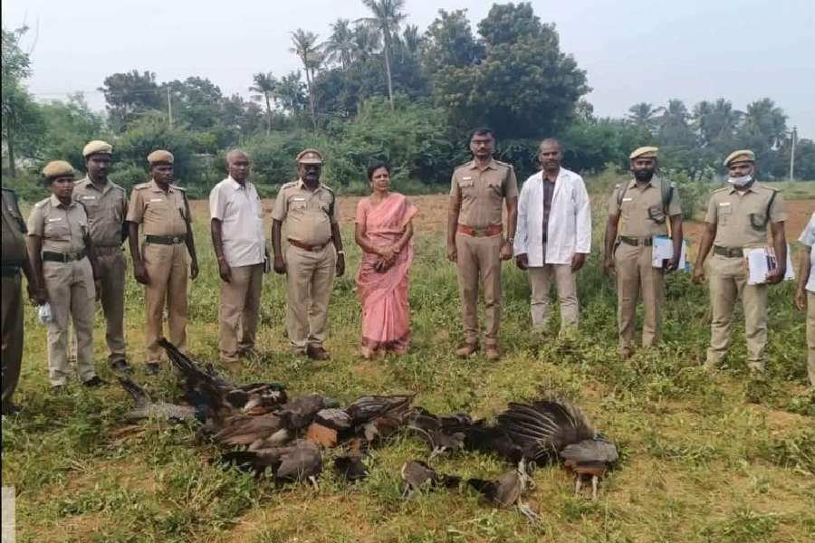 ত্রিচিতে মৃত ময়ূরের দেহ ঘিরে বন দফতরের কর্মীরা। 
