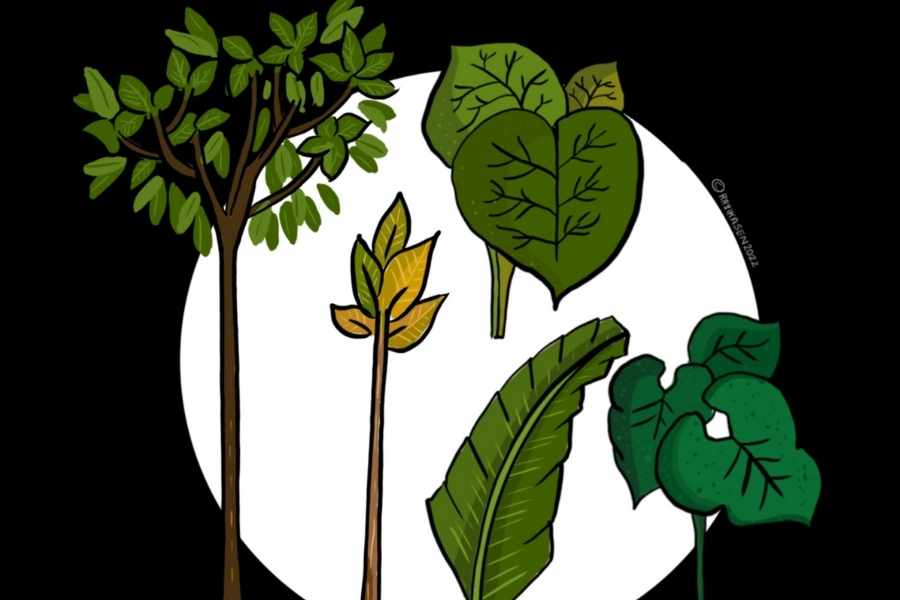 এই ৮ রকমের গাছ হল- হলুদ গাছ বেল গাছ ডালিম গাছ মানকচু গাছ ধান গাছ অশোক গাছ কচু গাছ জয়ন্তী গাছ 