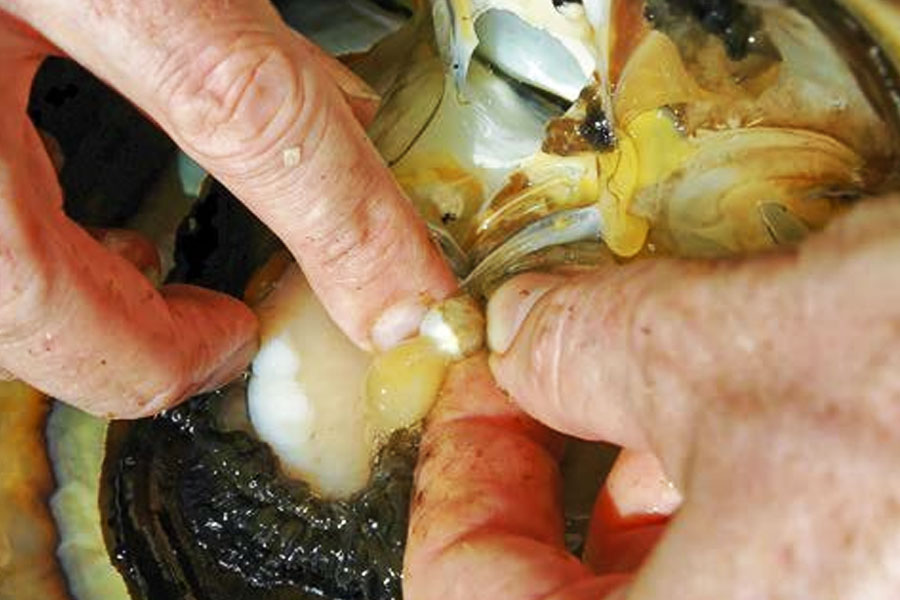 আরও কিছু ক্ষণ নেড়েচেড়ে দেখার পর স্কট বুঝতে পারেন, তিনি শেষ যে ঝিনুকটি খেয়েছিলেন তাঁর ভিতর থেকেই ওই গোলাকার বস্তুটি বেরিয়েছে। তিনি দেখেন খুব সুন্দর ভাবে ওই ঝিনুকের ভিতরে ওই বস্তুটি এঁটে যাচ্ছে। বুঝতে পারেন, এই শক্ত গোলাকৃতি চকচকে বস্তু আর কিছু নয়, বেগুনি রঙর একটি মুক্তো।