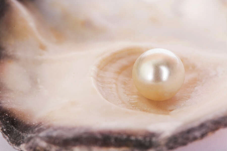 নিজের করা গবেষণার ভিত্তিতে স্কট মনে করেন এই মুক্তোর দাম ৬০০ ডলার (ভারতীয় মূল্যে প্রায় ৫০ হাজার টাকা) থেকে ১৬০০ ডলার(ভারতীয় মূল্যে প্রায় ১ লক্ষ ৩০ হাজার)-এর মধ্যে হওয়া উচিত।