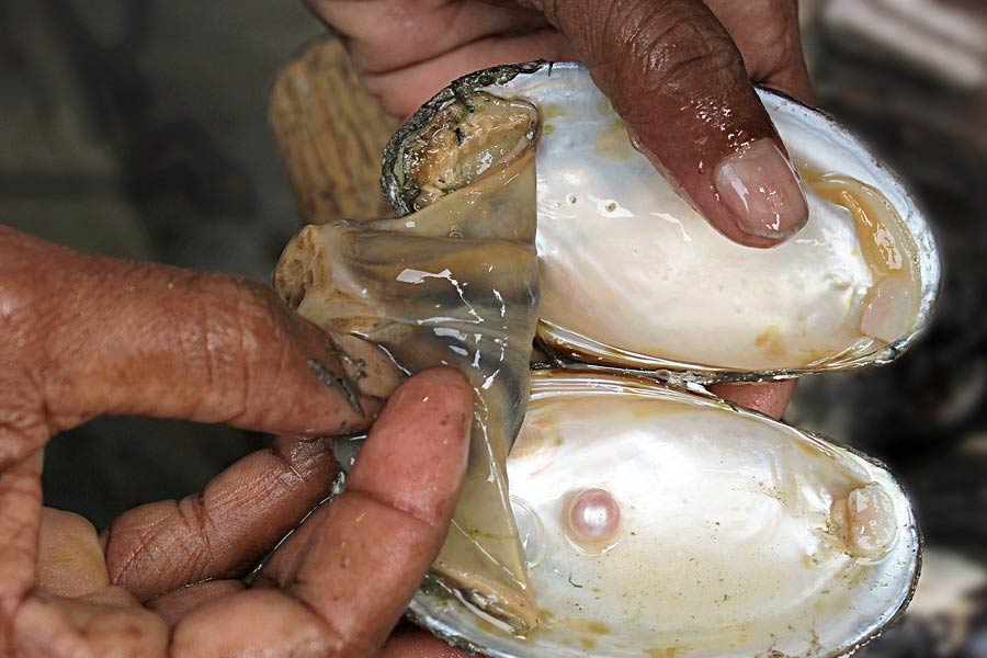 মুক্তোর দাম শুনে খুশিতে মন ভরে যায় স্কটের। আনন্দে আত্মহারা হয়ে তিনি বাড়ি ফিরে আসেন।