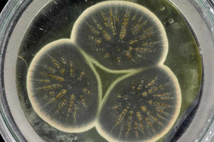 দু’সপ্তাহ পর তিনি ফিরে এসে দেখেন, ব্যাকটেরিয়ার বৃদ্ধি তো হয়ইনি, বরং তার বৃদ্ধিরোধ করতে অন্য এক ছত্রাক তৈরি হয়েছে। এক ব্যাকটেরিয়ার উপর গবেষণা করতে গিয়ে তিনি খোঁজ পেয়ে যান পেনিসিলিয়াম নোটেটামের। আর সেখান থেকেই তিনি বানিয়ে ফেলেন পেনিসিলিন।