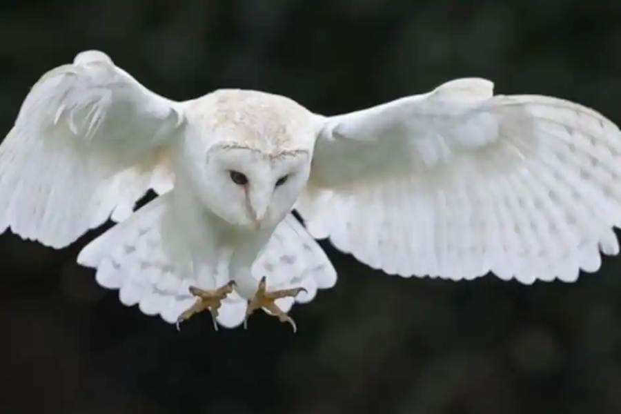 পুরাণ মতে দেবী কোজাগরী লক্ষী পুজোর দিন ঘরে ঘরে গিয়ে জিজ্ঞেস করেন কে জেগে আছে? যারা এই তিথিতে মায়ের আরাধনা করেন তাদের ঘরেই সারা বছর অধিষ্ঠান থাকেন দেবী। লক্ষীর জন্ম ব্রহ্মার উজ্জল অংশ থেকে। এবং ব্রহ্মার অন্ধকার দিক থেকে জন্ম অলক্ষীর। 