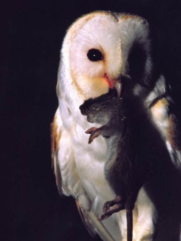 আবার অন্য মতে ধান হল লক্ষীর প্রতীক। তাই যারা ধান নষ্ট করে তাদের উপর দেবী অসন্তুষ্ট হন। ইঁদুর ধান ক্ষেতে বাস করে, ও ফসলের ক্ষতি করে। প্যাঁচা ইঁদুর খেয়ে ক্ষেতকে রক্ষা করে। তাই প্যাঁচা লক্ষীর বাহন।