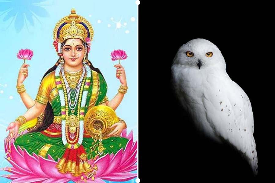 আরও এক মতে, জাগতিক মোহ মায়া ত্যাগ করে সাধনার উদ্দেশ্যে ব্রতী হয়ে সেবা কাজে নিজেকে উৎসর্গ করেছেন তিনিই দেবীর কৃপা লাভ করবেন। এই সময় তাকে পেচক ধর্মের পালন করতে হয়। তাই প্যাঁচাকে ধৈর্য, বুদ্ধি এবং প্রজ্ঞার প্রতীক হিসাবেও গণ্য করা হয়। তাই প্যাঁচাকে লক্ষীর বাহন বলা হয়।