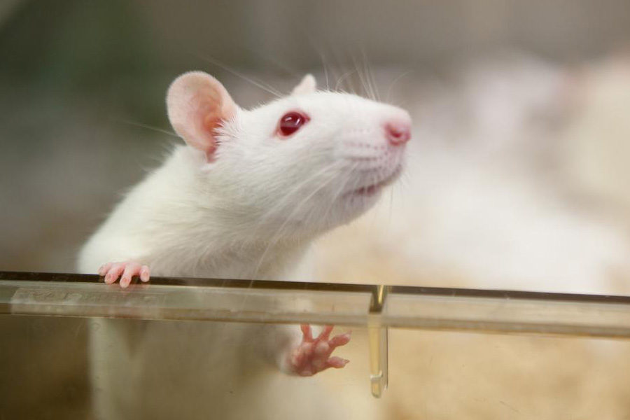 প্রাথমিক স্তরে  বিজ্ঞানীরা ইঁদুরের উপর পরীক্ষা করে দেখেন। কয়েকটি ইঁদুরকে বেশ কিছু দিন ফ্যাটজাতীয় খাবার খেতে দেওয়া হয়।