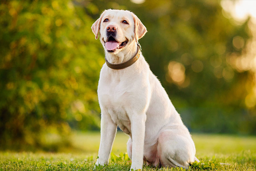 ল্যাব্রাডর রিট্রিভার প্রজাতির কুকুর পুষত দুই লরা। খরগোশও পোষে দু’জনে। দু’জনেরই পোষা খরগোশের গায়ের রং ছাই।