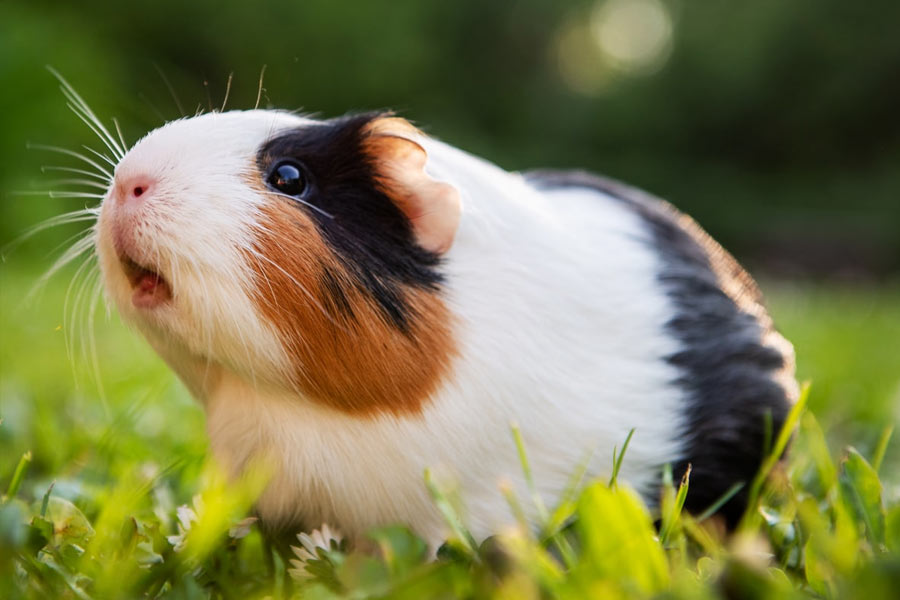 পোষ্যদের তালিকায় রয়েছে গিনিপিগও। কাকতালীয় ভাবে, দু’জনের পোষা গিনিপিগের শরীরের পিছনের দিকে কমলা রঙের একটি ছোপ রয়েছে।