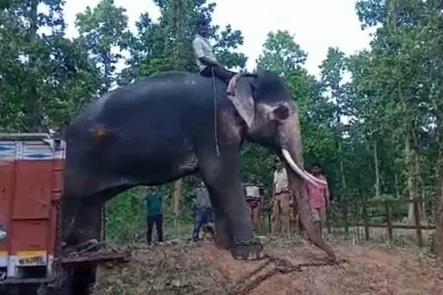 ঝাড়গ্রামে এল কুনকি হাতি।