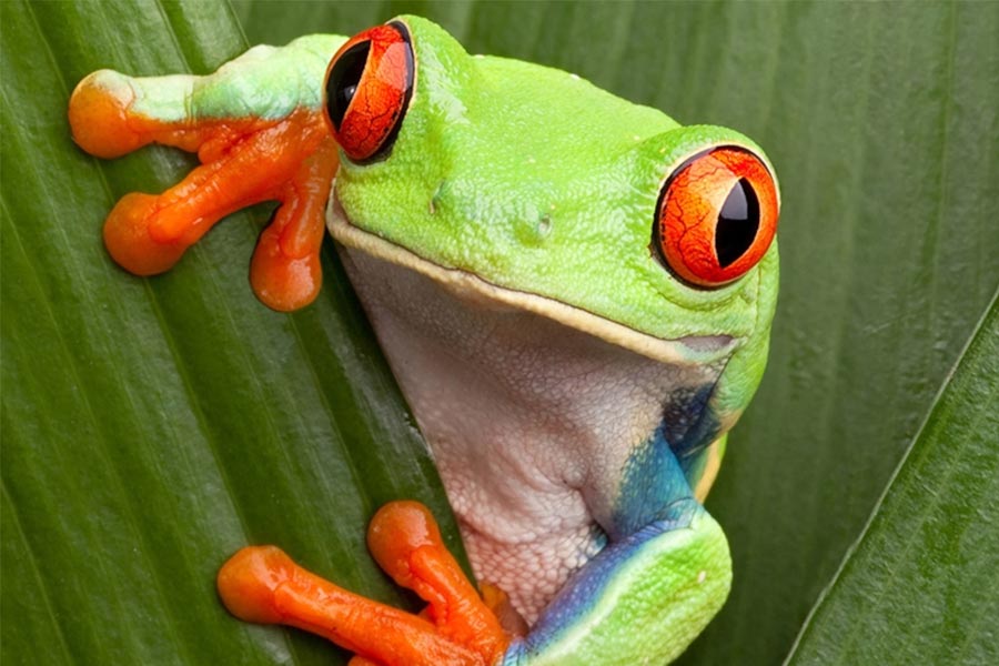 এমনকি, বিভিন্ন প্রজাতির ব্যাঙের ক্ষেত্রেও বয়সের বৃদ্ধি অনেকটা সময় ধরে হয়।