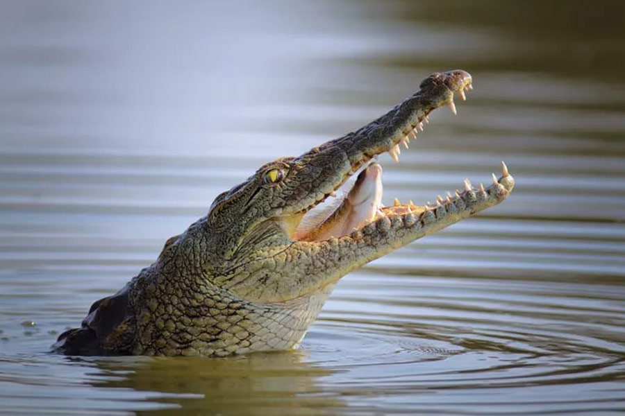 বিজ্ঞানীরা এই সব প্রাণীর উপর পরীক্ষা করে দেখেন, অনেকটা সময় নিয়ে বেড়ে ওঠা তাদের প্রতিরক্ষামূলক বৈশিষ্ট্যগুলির মধ্যে অন্যতম।