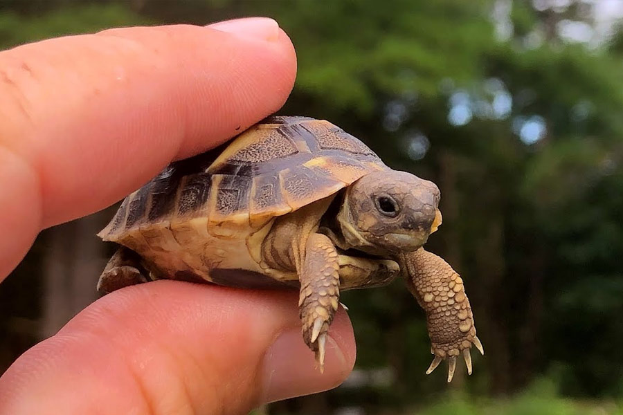 কচ্ছপের শরীরে খোলসের উপস্থিতি বা ব্যাঙের শরীরে বিষ উপস্থিত থাকার কারণে তাদের কোনও প্রাণী খুব সহজে আক্রমণ করতে পারে না।