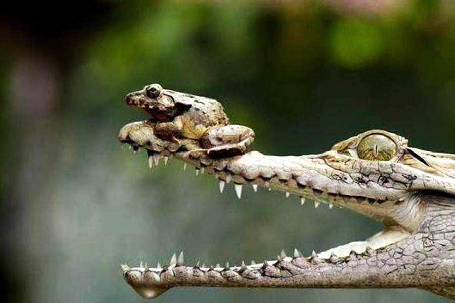 পৃথিবীতে এমন বহু সরীসৃপ এবং উভচর প্রাণী রয়েছে, যারা ১০০ বছরের বেশি বেঁচে থাকে।
