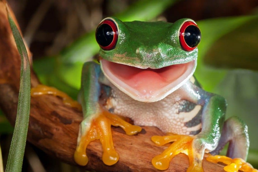 বিজ্ঞানীদের ধারণা, শুধু প্রতিরক্ষামূলক বৈশিষ্ট্যের জন্যেই নয়, অন্য কোনও কারণে তাদের ধীর গতিতে বয়স বাড়তে দেখা যায়।