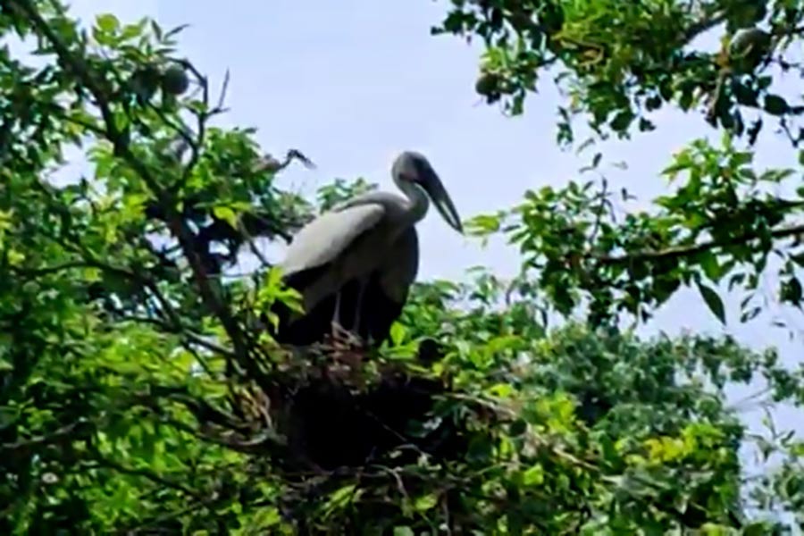 পাখিশুমারির কাজ শুরু হল আদিনা ডিয়ার ফরেস্টে