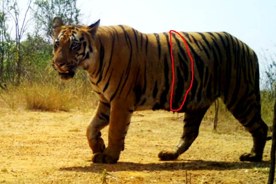১৩ জনকে মেরে ত্রাস হয়ে উঠেছিল, অবশেষে ধরা  পড়ল মহারাষ্ট্রের সেই নরখাদক বাঘ