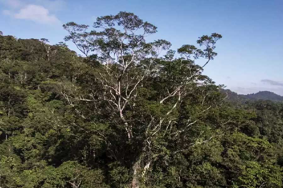 ডিনিজ়িয়া এক্সেলসা গাছ। 