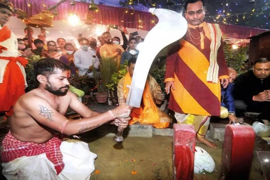 তবে তন্ত্র মতে পুজো হলেও প্রথম দিন থেকেই কঠোর ভাবে নিষিদ্ধ বলি প্রথা। কালীপুজোর রাতে মদ, কাঁচা মাংস ও ছোলা দিয়ে পুজো করা হয় ডাকিনী যোগিনীকে। দেওয়া হয় শিয়ালের ভোগ। 