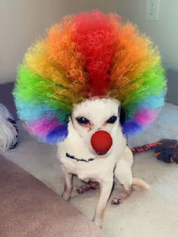 ছোট্ট বাক্সে ভরে জিসেলার কাছে টোবিকিথ আসে।