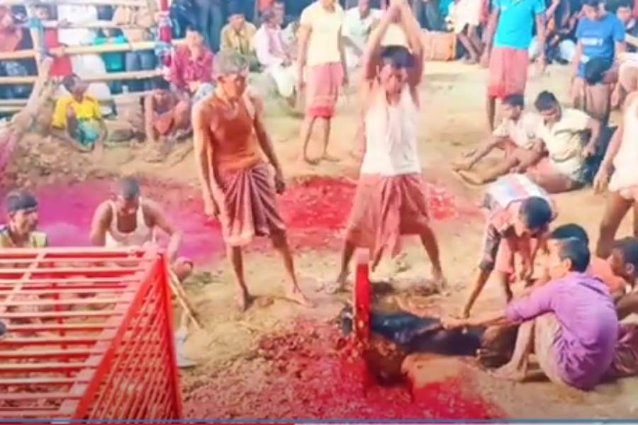 আজও পুরোনো রীতি মেনেই হয় কালী পুজো। বলি হয় প্রায় নিয়মিত। এমনকি আজও কালী পুজোর দিন প্রায় হাজার খানেক ছাগ বলি হয়। 