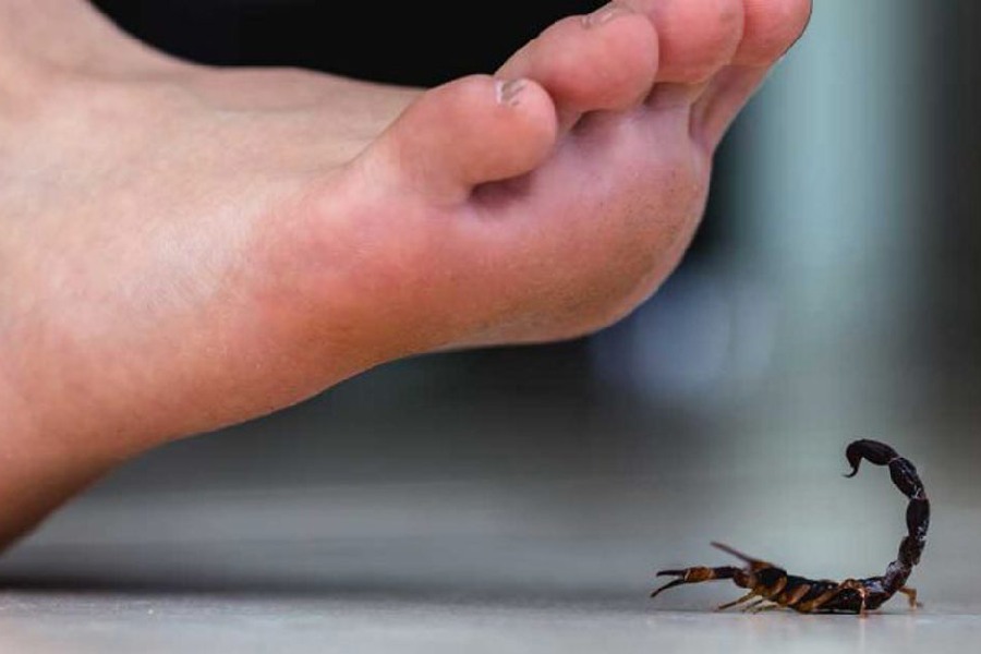 বিছে মাত্রই বিষাক্ত, এই ধারণা কিন্তু ভুল।