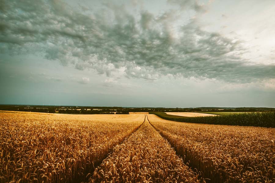 শাসনকালে এশিয়া ও ইউরোপ জুড়ে প্রায় ১৫০ লক্ষ বর্গমাইলেরও বেশি জায়গা জয় করেন চেঙ্গিস। এর মধ্যে শুধু চিনেই ছিল ৯০ লক্ষ বর্গমাইল জমি।