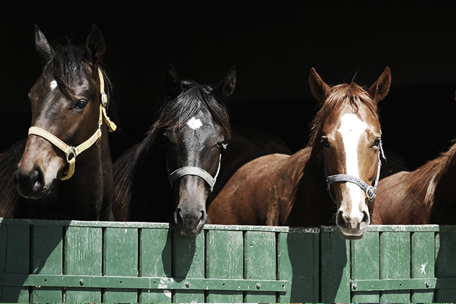 চেঙ্গিসের আস্তাবলে মোট ২ লক্ষ ৭০ হাজার ঘোড়া ছিল। এক-একটি ঘোড়ার বর্তমান মূল্য চার লক্ষ টাকারও বেশি।