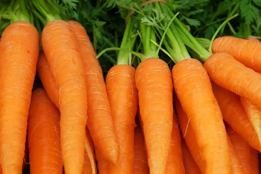 Why carrot should be a part of your daily diet dgtl 