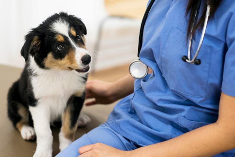 এখনও কালীপুজোর রাতে প্রচুর শব্দবাজি ফাটানো হয়ে থাকে, যা রীতিমতো দূষণের কারণ। শব্দদূষণে শুধু যে আপনার ক্ষতি তা-ই নয়, প্রতি বছর এই সমস্যায় নাজেহাল হতে হয় আপনার প্রাণের চেয়েও আদরের পোষ্যদেরও। ভয়ে কাঁটা সন্তানসম অবলা জীবগুলির কষ্ট দেখে প্রতি বছরই নতুন করে চিন্তার ভাঁজ পরে পশুপ্রেমীদের কপালে।  