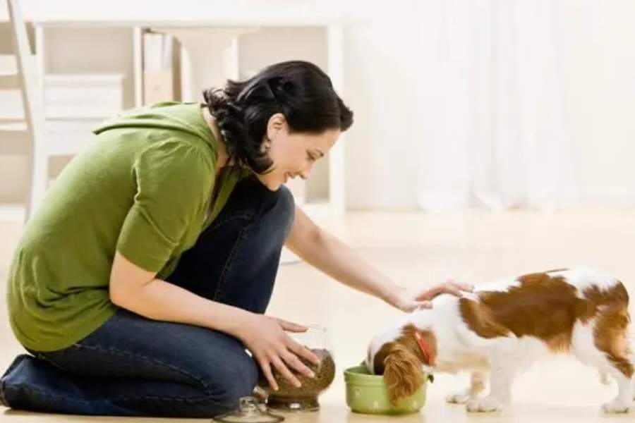 পশুচিকিৎসক অভিরূপ বন্দ্যোপাধ্যায় জানাচ্ছেন, কিছু সহজ পদ্ধতির মাধ্যমে আপনার পোষ্যকে একটু আরামে রাখার চেষ্টা করা যায়। তাদের সুস্থতা ও সুরক্ষার দিকেও খেয়াল রাখা যায়। 