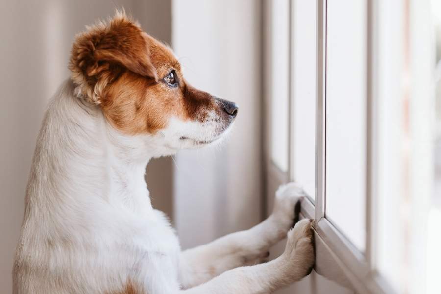 ওই চিকিৎসকের মতে, প্রচুর পরিস্রুত পানীয় জলের ব্যবস্থা রাখতে হবে। কারণ, পোষ্যদের এই সময়ে ডিহাইড্রেটেড হয়ে যাওয়ার মারাত্মক প্রবণতা থাকে। ভয় পেলে দুশ্চিন্তা  থেকে জল খেতে ভুলে যায় তারা।