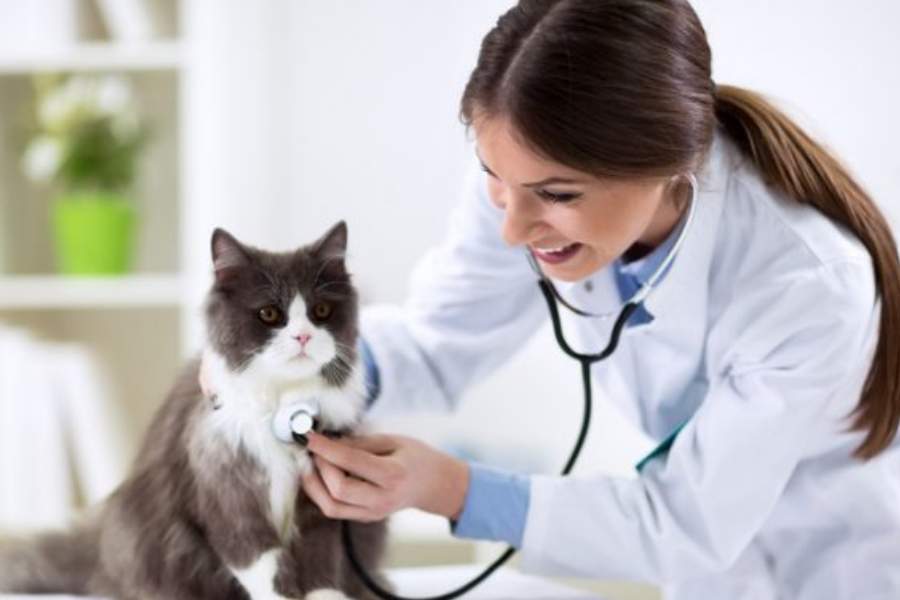 এ ছাড়াও দীপাবলির আগেই এক জন পশুচিকিৎসককে দেখিয়ে প্রয়োজনমতো হার্বাল অ্যাংজিয়োলাইটিক ওষুধ দেওয়া দরকার পোষ্যকে। এতে ভয় ও উত্তেজনা খানিকটা হলেও প্রশমিত করা যায়। ওষুধ না দিলেও পশুচিকিৎসকের পরামর্শ নিয়ে রাখুন। 