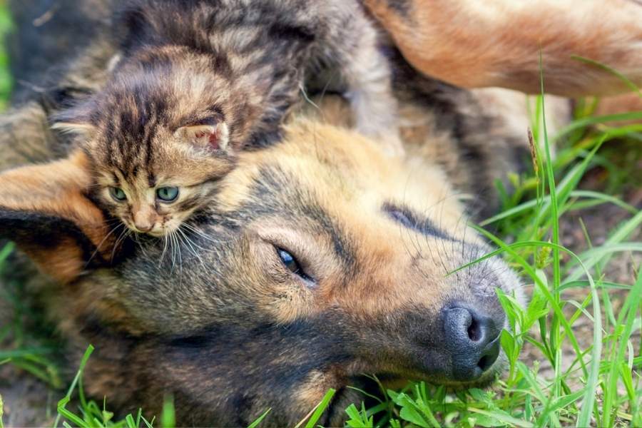 আলোর উৎসব ও দেদার বাজি পুড়িয়ে উদযাপনের দিন ঘাড়ের কাছে নিঃশ্বাস ফেলছে। যদিও এখন বাজি কেনাবেচার উপরে যথেষ্ট নিষেধাজ্ঞা জারি করা হয়েছে, শব্দবাজি থেকে আলোর বাজি সবেতেই কড়া নজর রয়েছে প্রশাসনের, তাতেও বাজি বিক্রি আটকে থাকছে কই! 