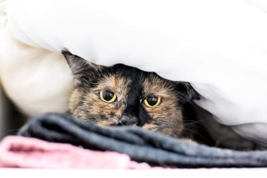 অন্য পদ্ধতিতেও আপনার পোষ্যকে শান্ত রাখা যায়। আপনার পোষা কুকুর  থাকলে তাকে আরামে রাখার জন্য ঘরের দরজা জানলা ভালো করে বন্ধ করে হাল্কা এসি চালান। সঙ্গে চলুক সুন্দর মিউজিক বা কোনও গানের সুর, যাতে বাইরের শব্দ ভিতরে কম আসতে পারে। 