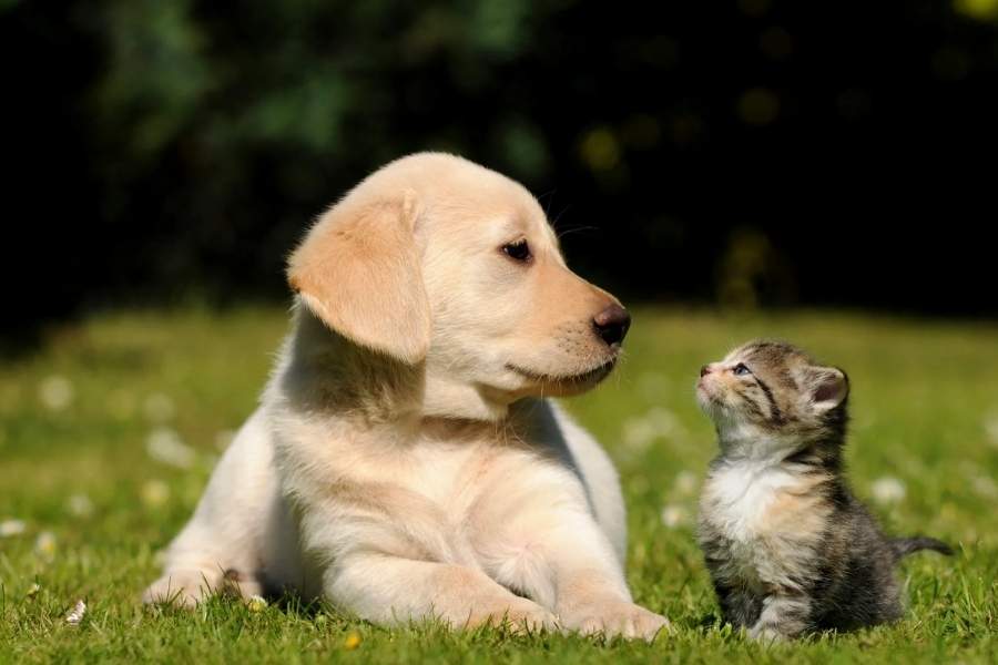 যাঁরা পোষ্যদের দৌড়ে বেরিয়ে যাওয়া, বা আসবাবের তলায় লুকিয়ে পড়া দেখে চিন্তিত থাকেন, তাঁদের প্রতি তাঁর উপদেশ হল অযথা পোষ্যদের বিরক্ত না করতে যাওয়া, এবং প্রয়োজন তেমন হলে অবশ্যই পশু চিকিৎসককে জানানো। 