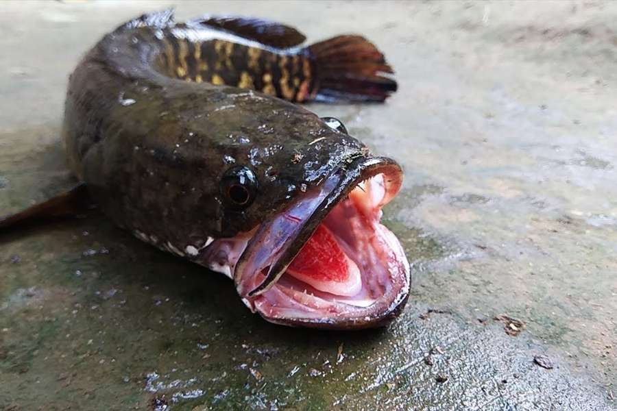 ছেলের পারলৌকিক কাজে নিয়মরক্ষার জন্য মাছ খেতে হবে। এদিকে কারওরই তখন মাছ ধরতে যাওয়ার মতো মনের অবস্থা নেই। তবুও মাছ তো চাই। শেষে এক জন জীবিতকুণ্ড পুকুর থেকে ধরে আনল একটা শোল মাছ। মাছ কেটে ওই পুকুরেই ধুতে নিয়ে গেল। 