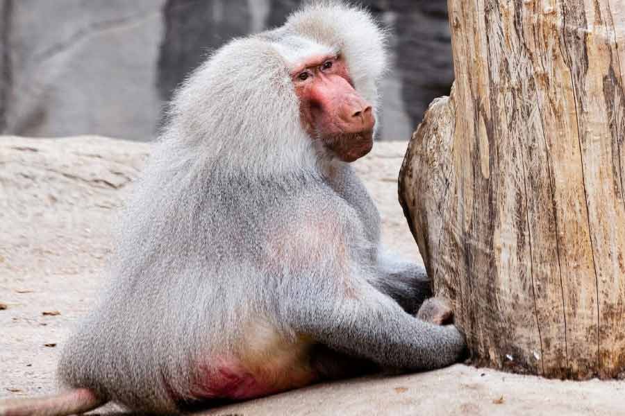 হয়তো পুষবেন বলেই বেবুনটি কিনেছিলেন তিনি। বেবুনটির নাম রাখেন জ্যাক।