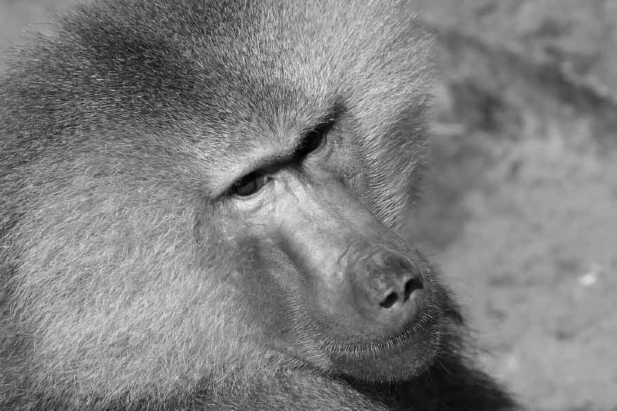 মানুষ মাত্রই ভুল হয়, কিন্তু ৯ বছরের কর্মজীবনে এক বারও ভুল করেনি জ্যাক। দুর্ভাগ্যবশত, যক্ষ্মারোগে আক্রান্ত হয়ে জ্যাক মারা যায়।