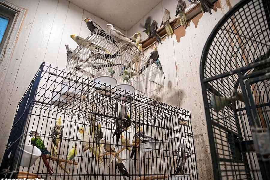 এ ছাড়াও বাড়িতে আরও ৩০০ পশুপাখি রাখা ছিল বলে অভিযোগ। খবর পেয়ে প্রশাসনের তরফে গত মঙ্গলবার তাঁর বাড়িতে তল্লাশি চালানো হয়। উদ্ধার করা হয়, ১১৮টি খরগোশ, নানা প্রজাতির দেড়শো পাখি, ৭টি কচ্ছপ এবং ৩টি সাপ। কারিনের বাড়িতে ১৫টি বিড়াল ছিল বলেও জানিয়েছেন উদ্ধারকারীরা।