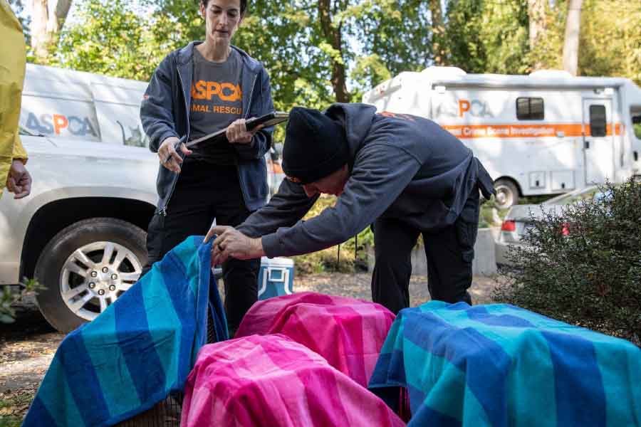 উদ্ধারকারীরা কারিনের বাড়িতে দুর্গন্ধে বেশি ক্ষণ টিকতে পারেননি বলেও দাবি করেছেন। তাঁদের বিশেষ পোশাক পরে ওই বাড়িতে ঢুকতে হয়েছিল। জোর করে পশুপাখিদের আটকে রাখার অভিযোগে গ্রেফতার করা হয়েছে কারিনকে।